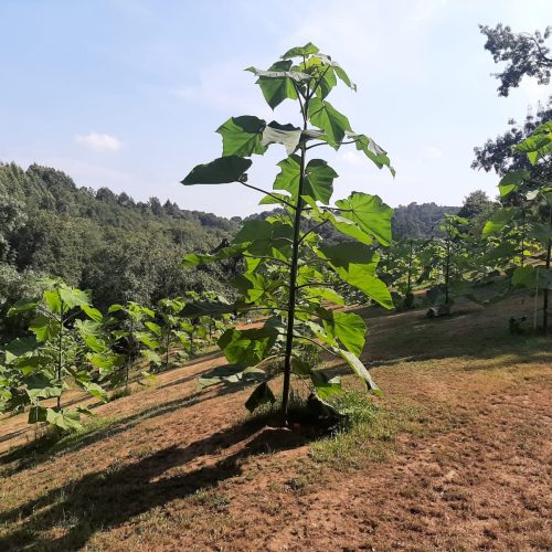 703e3e30-fbec-42e9-8b34-8082514c1118